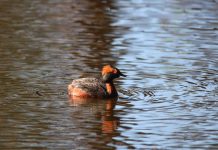 Фото предоставлено пресс службой заповедника «Саяно-Шушенский» С. Петров, А. Третьяков