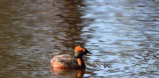 Фото предоставлено пресс службой заповедника «Саяно-Шушенский» С. Петров, А. Третьяков