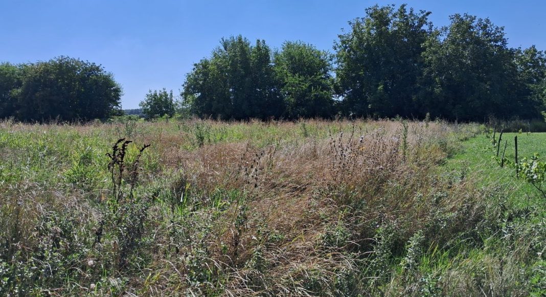 Заросший участок. Фото: pulse19.ru