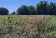 Заросший участок. Фото: pulse19.ru