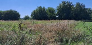 Заросший участок. Фото: pulse19.ru