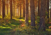 Изображение из фотобанка