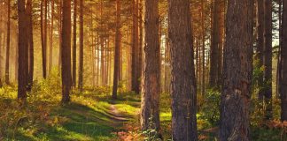 Изображение из фотобанка