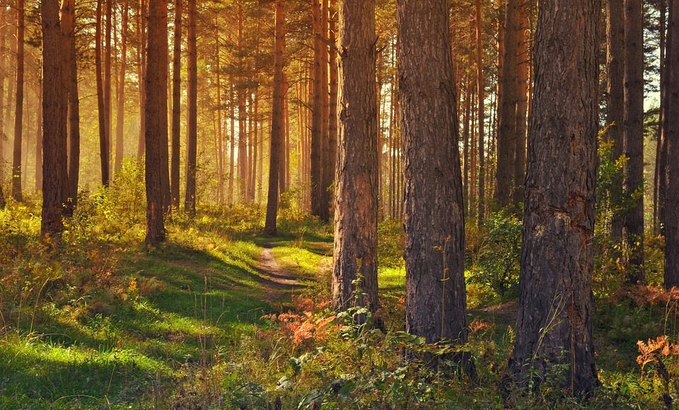 Изображение из фотобанка