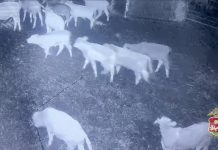 Кадр съемки видеонаблюдения