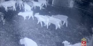 Кадр съемки видеонаблюдения