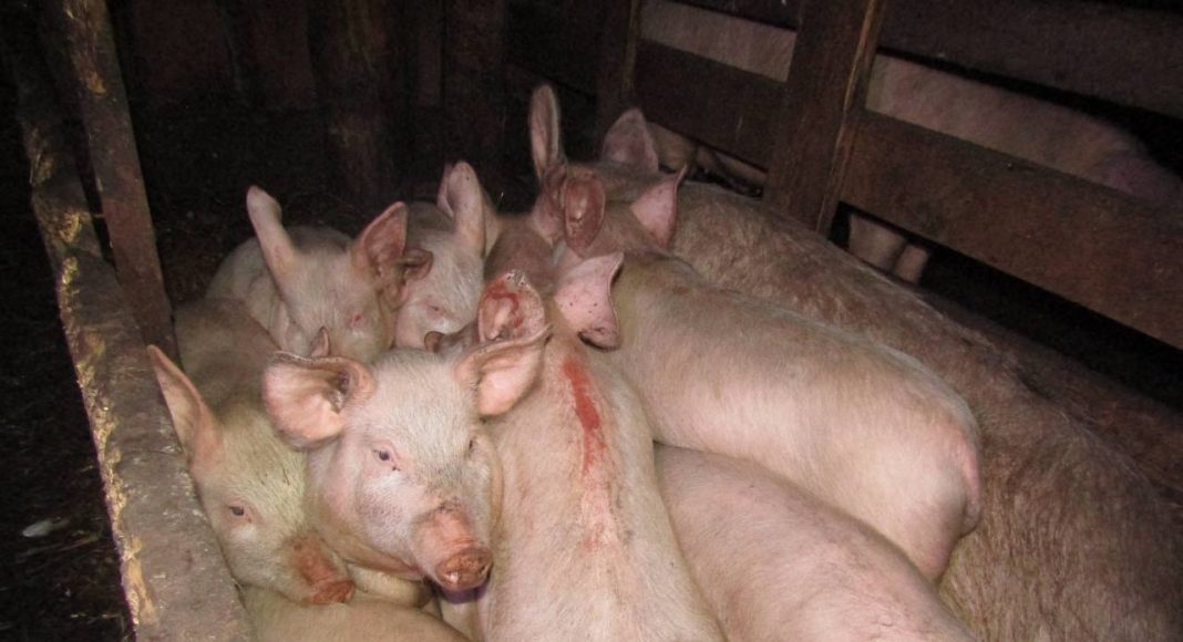 Фото ГСУ СК Фото ГСУ СК