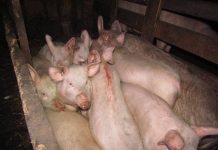 Фото ГСУ СК