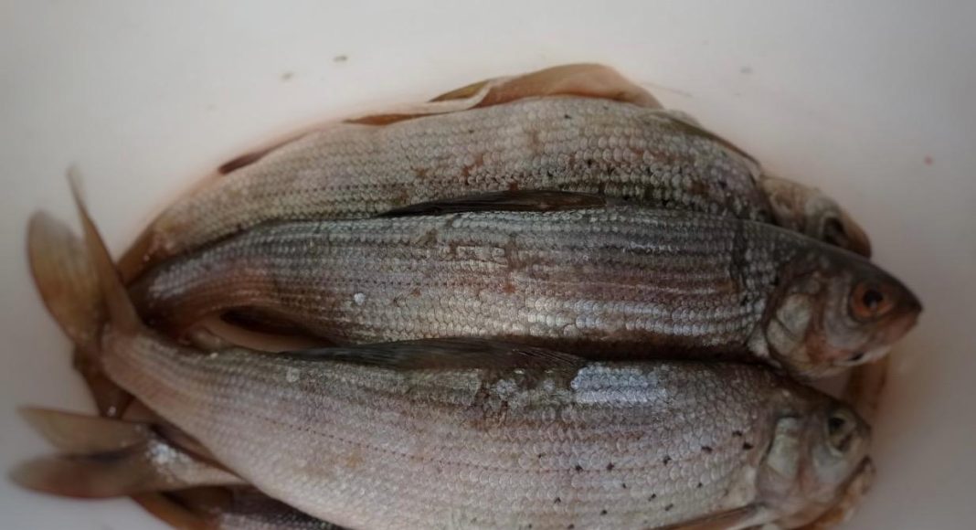 Фото из телеграм-канала Минприроды РХ