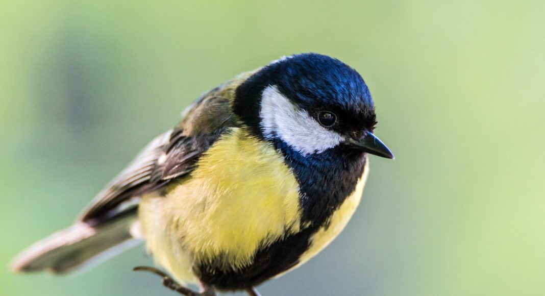 Изображение из фотобанка Синица