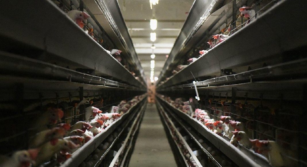 Фото из телеграм-канала Минсельхозпрода РХ