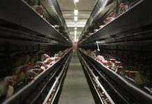 Фото из телеграм-канала Минсельхозпрода РХ