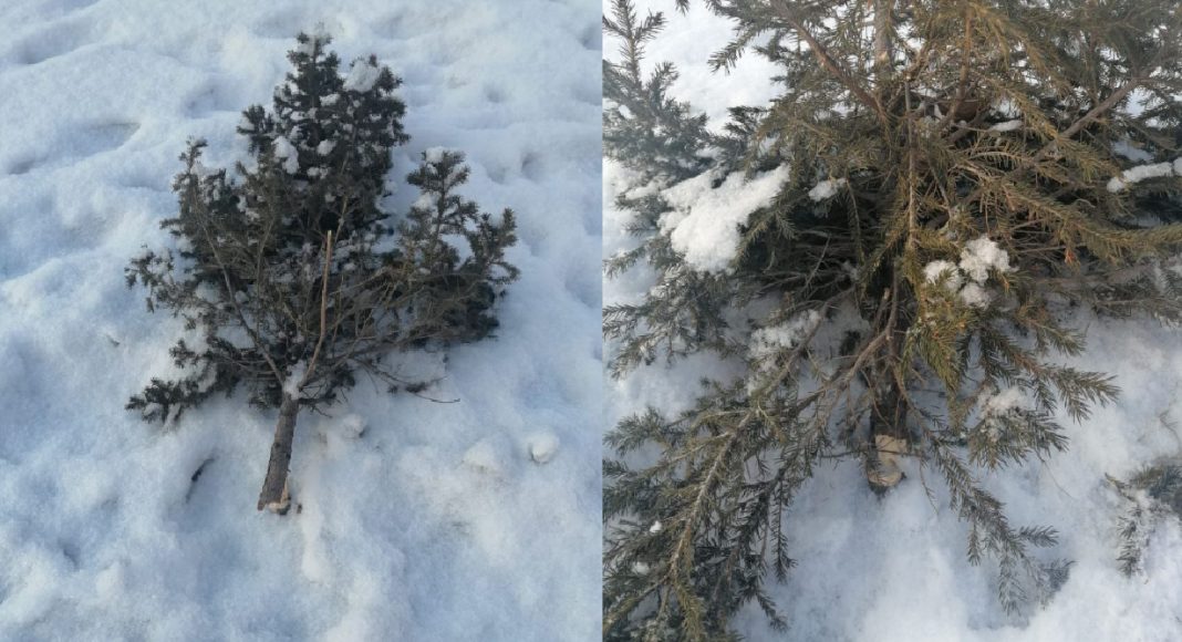 Фото из телеграм-канала Абакан Официальный