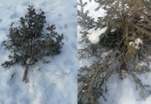 Фото из телеграм-канала Абакан Официальный