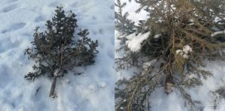 Фото из телеграм-канала Абакан Официальный