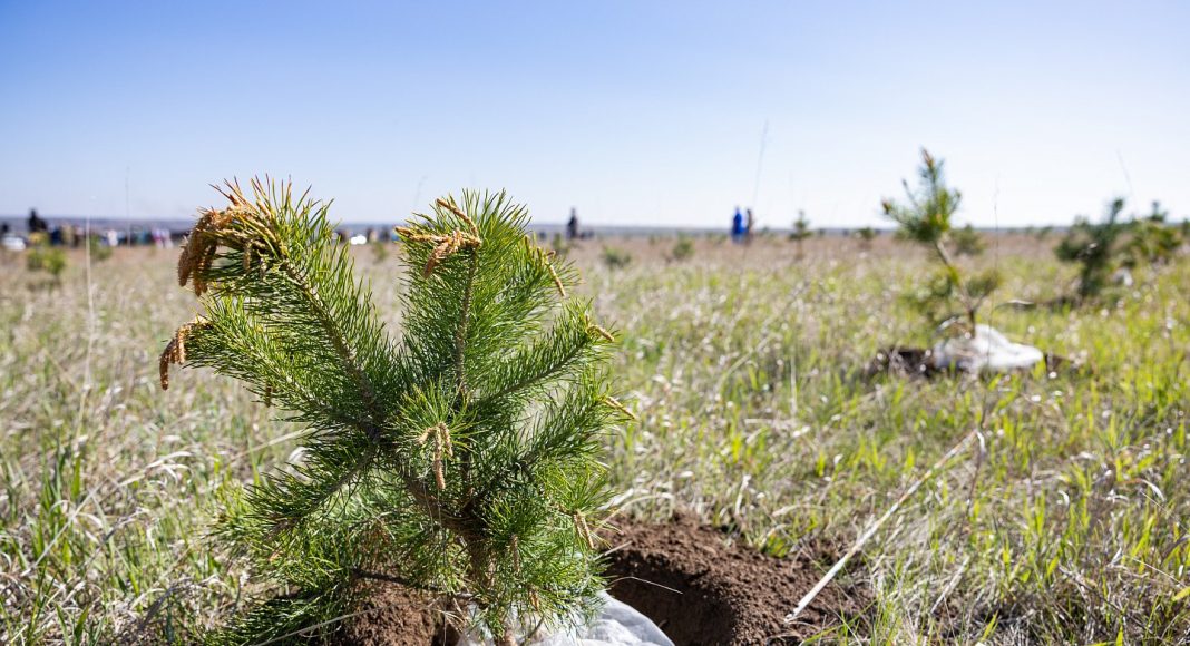 Фото предоставлено пресс-службой Минлеса РХ