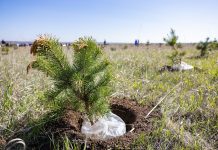 Фото предоставлено пресс-службой Минлеса РХ