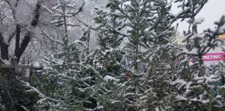Фото предоставлено пресс-службой Минлеса РХ