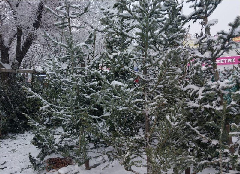 Фото предоставлено пресс-службой Минлеса РХ