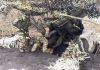 Сводка Минобороны о ходе СВО по состоянию на 19 мая Источник: Минобороны РФ