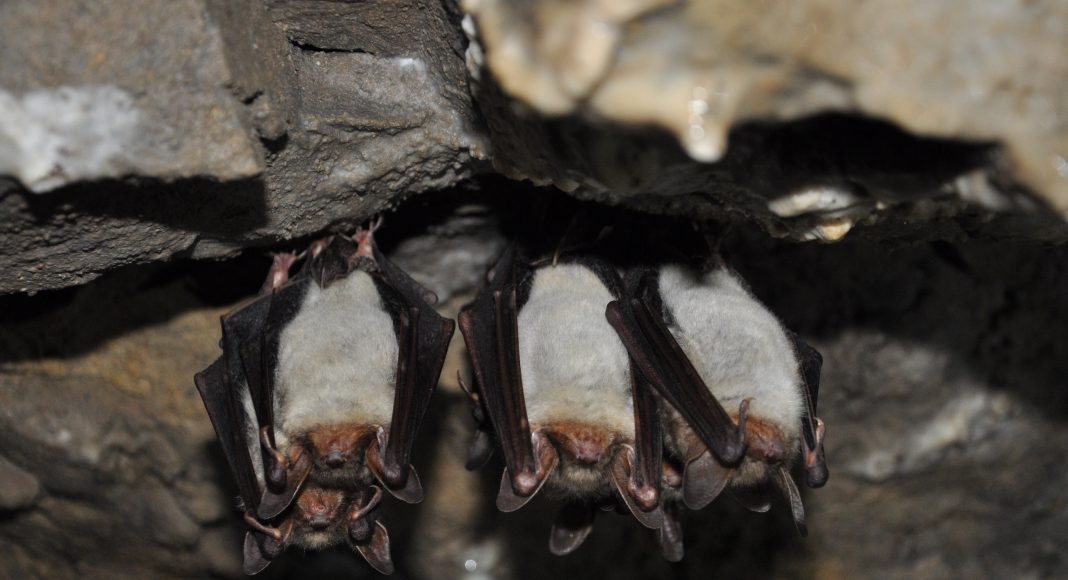 Изображение из фотобанка Летучие мыши