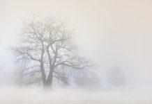 погода, зима, туман, метель