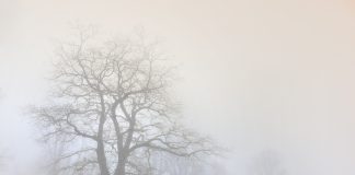 погода, зима, туман, метель