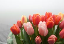 Тюльпаны, цветы,