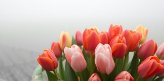 Тюльпаны, цветы,