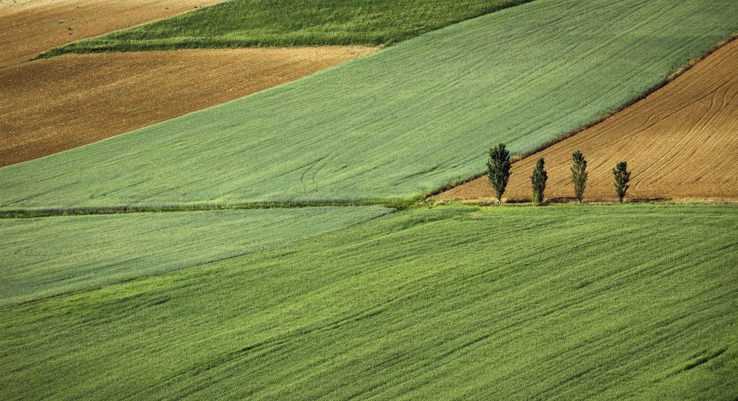 Участок, поле, посев