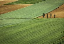 Участок, поле, посев