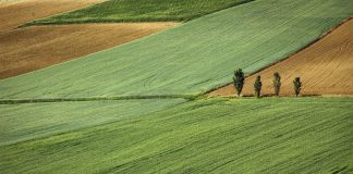 Участок, поле, посев