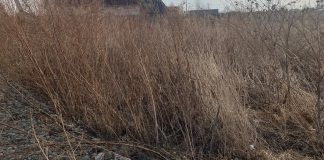 Чапаево. Фото с телеграм канала Александра Мяхара