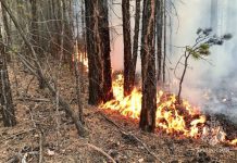 Фото из телеграм канала Минлес РХ