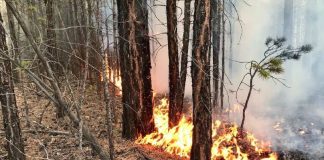 Фото из телеграм канала Минлес РХ