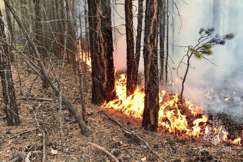 Фото из телеграм канала Минлес РХ