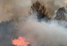 Фото предоставлено пресс-службой Минлеса РХ