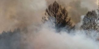 Фото предоставлено пресс-службой Минлеса РХ