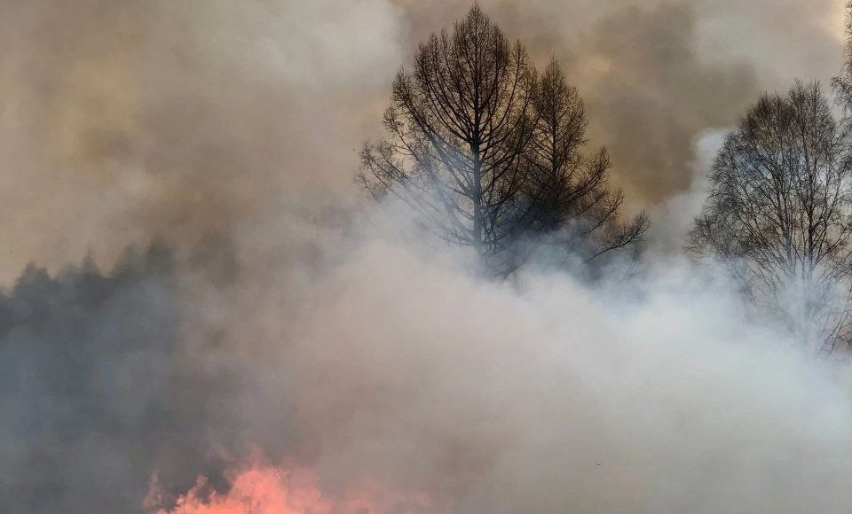 Фото предоставлено пресс-службой Минлеса РХ Фото предоставлено пресс-службой Минлеса РХ