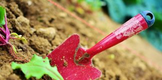 огород, сад, дача, садить