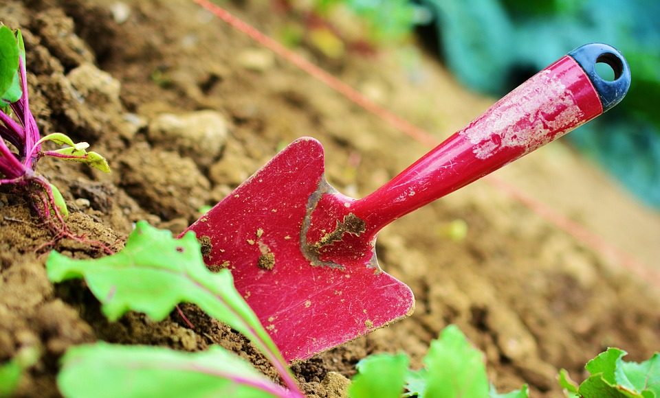 огород, сад, дача, садить