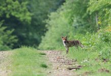 лиса, бешенство, лес