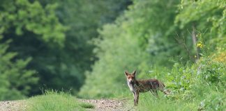 лиса, бешенство, лес