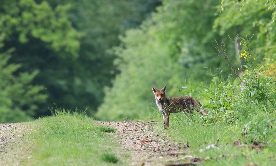 лиса, бешенство, лес