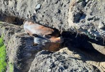 Фото со страницы пресс-службы администрации Аскизского района