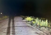 Фото Госавтоинспекции