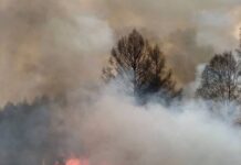 Фото из телеграм-канала Минлеса РХ