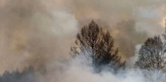 Фото из телеграм-канала Минлеса РХ