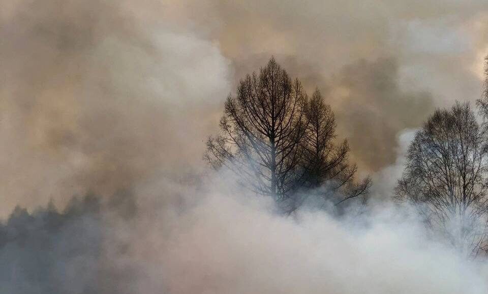 Фото из телеграм-канала Минлеса РХ