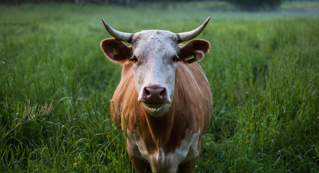 скот, корова, подворье, фермер